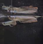 Zilver arowana, Vis, Zoetwatervis