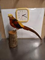 Opgezette goudfazant, Ophalen, Vogel, Opgezet dier