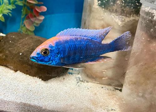 Aulonocara Maylandi Malawi Cichliden, Dieren en Toebehoren, Vissen | Aquariumvissen, Zoetwatervis, Vis