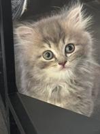 Britse korthaar kittens, Dieren en Toebehoren