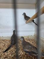 Zebraduiven, Meerdere dieren, Overige soorten