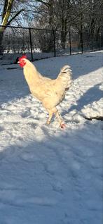 Leuke witte haan, Dieren en Toebehoren, Mannelijk, Kip