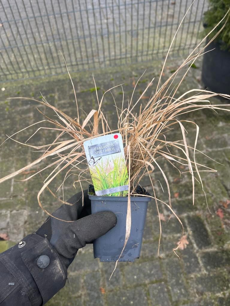 Eragrostis spectabilis - Prachtig siergras voor uw tuin, Tuin en Terras, Planten | Tuinplanten, Ophalen, Volle zon, Vaste plant
