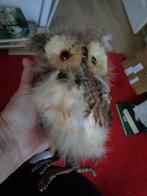 uiltje  bekleed met echte veren, Ophalen of Verzenden