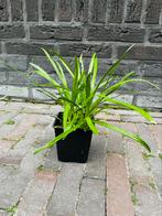 Leliegras - Liriope muscari Moneymaker, Tuin en Terras, Planten | Tuinplanten, Ophalen, Bodembedekkers, Vaste plant, Halfschaduw