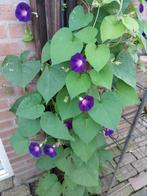 Ipomoea Grandpa Ott, Ophalen of Verzenden, Voorjaar, Volle zon, Zaad