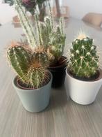 3 mını cactus, Huis en Inrichting, Kamerplanten, Ophalen of Verzenden, Cactus, Volle zon, Minder dan 100 cm