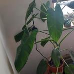 philodendron jose bueno plant, Ophalen, Overige soorten, Minder dan 100 cm