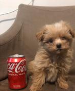 Pomeriaan x Toy Poedel Pomapoo Puppy’s, Dieren en Toebehoren, Honden | Chihuahua's en Gezelschapshonden, Particulier, Overige rassen