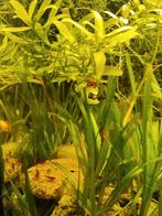 Mooie Rode Vuur Garnalen, Ophalen