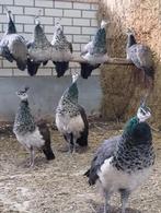 Pauwen, Dieren en Toebehoren, Meerdere dieren, Overige soorten