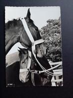 Ansichtkaart Paard met Veulen / Paarden / KO26.78, Paard, 1960 tot 1980, Ongelopen, Ophalen of Verzenden
