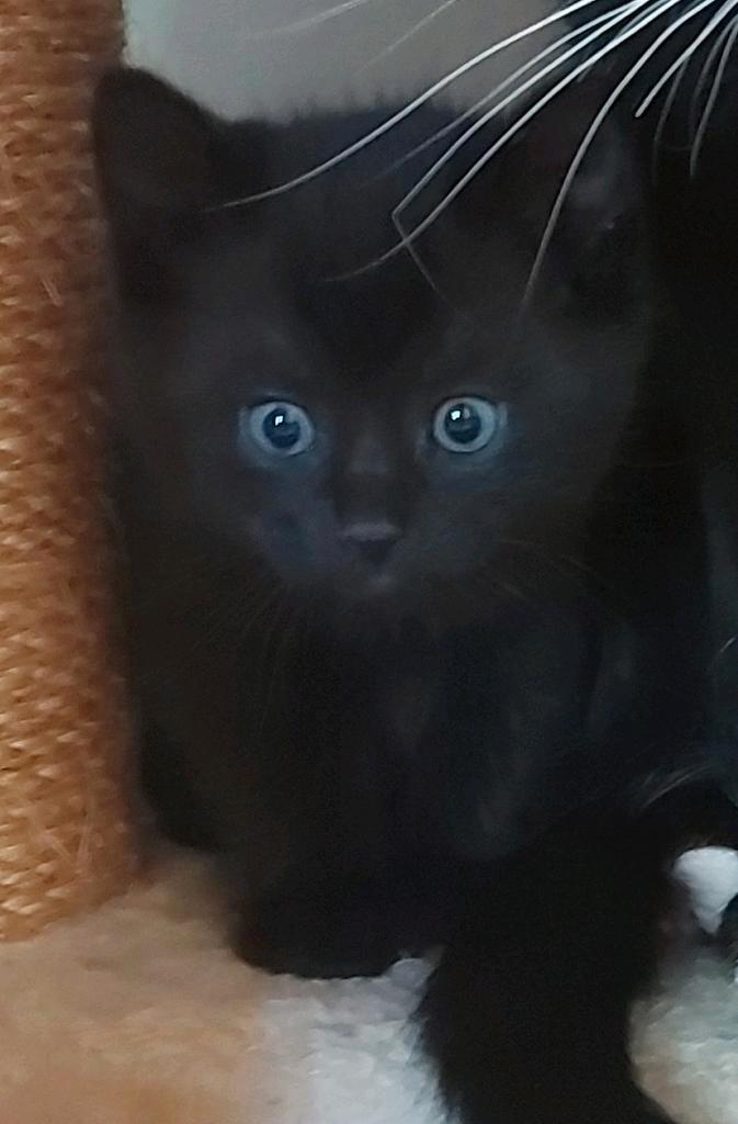 Kittens, Dieren en Toebehoren, Kattenbakken, Ophalen