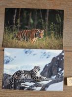 DIEREN FOTO 3, Ophalen, Hond of Kat