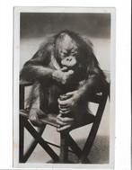Amsterdam Artis.  Borneo Orang Oetan Pim., Verzamelen, Ophalen of Verzenden, 1940 tot 1960, Gelopen, Noord-Holland
