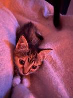 kittensss zoekken lief huisjee, Dieren en Toebehoren, Katten en Kittens | Overige Katten, Kater
