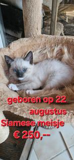 Mooie kitens, Dieren en Toebehoren