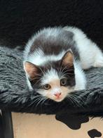Kittens! Laatste poesje mag nu verhuizen, Dieren en Toebehoren, Katten en Kittens | Overige Katten, Meerdere dieren