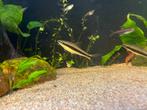 2x Siamese algeneter, Vis