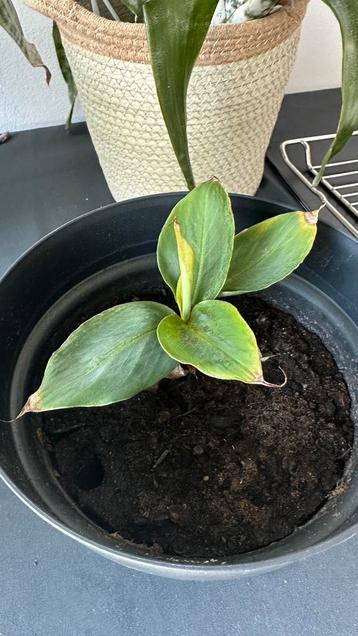 Bananen plantje beschikbaar voor biedingen
