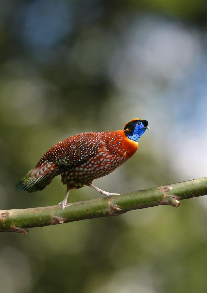 Temminck's Tragopaan| Saterhoenders | Sierlijke fazanten, Dieren en Toebehoren, Pluimvee, Kip, Meerdere dieren