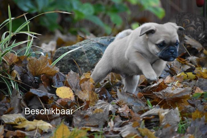 Gezonde Retromops pups te koop, Dieren en Toebehoren, Honden | Chihuahua's en Gezelschapshonden, Meerdere dieren, Overige rassen