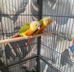 Pyrrus Vogels, Dieren en Toebehoren, Vogels | Parkieten en Papegaaien, Mannelijk, Papegaai, Tam