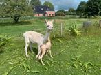 Alpaca cria merrie, Dieren en Toebehoren, Juni, Vrouwelijk
