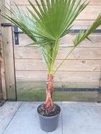 Washingtonia robusta 3 terras/kamerplant, Ophalen, Overige soorten, Volle zon
