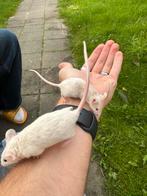 Tamme jonge kleurmuis vrouwtjes, Dieren en Toebehoren, Augustus, Muis, Vrouwelijk, Tam
