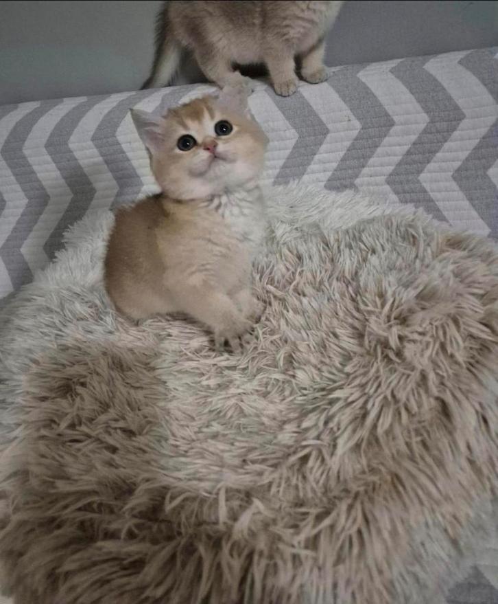 Golden Point en Golden Black britse korthaar, Dieren en Toebehoren, Katten en Kittens | Raskatten | Korthaar, Poes, Ontwormd, Ingeënt