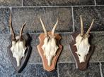 3 Mooie ree geweien samen € 21 jacht mancave overkapping e85, Ophalen of Verzenden, Gebruikt, Hert, Gewei of Kop