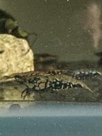 Metallic blue boa 100% orginal vin line garnalen!, Kreeft, Krab of Garnaal, Zoetwatervis, Schoolvis