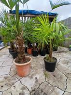Trachycarpus Fortunei Palmboom - Stam tot 50cm - Actie!, Bloeit niet, Minder dan 100 cm, Palmboom, Ophalen