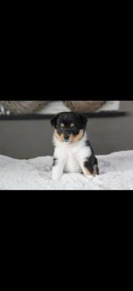Pomsky pups te koop, Dieren en Toebehoren, Overige rassen, CDV (hondenziekte), 8 tot 15 weken, Meerdere