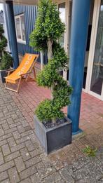 Etalage/hobby/sinterklaas/kerst/huis en tuin. Alles in één k, Gebruikt, Minder dan 30 cm, Rond, Ophalen of Verzenden