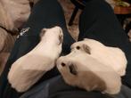 3 mooie California cavia's, Dieren en Toebehoren, Cavia, Januari, Meerdere dieren, Tam