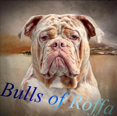 Old english bulldog dekreu, Dieren en Toebehoren, Honden | Dekreuen, Reu, Particulier, Eén hond, Nederland, 3 tot 5 jaar, CDV (hondenziekte)