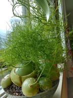 BOWIEA Volubilis. Bijzondere kamerplant. Echt iets aparts!, Huis en Inrichting, Kamerplanten, Verzenden, Overige soorten, Halfschaduw