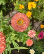 Helichrysum mix zaden (strobloemen), Ophalen of Verzenden, Volle zon