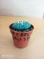 Astrophytum asteria nummer C882 potmaat 5.5, Huis en Inrichting, Kamerplanten, Ophalen of Verzenden, Overige soorten, Minder dan 100 cm