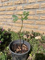 Vijg op stam vijgenboompje, Ophalen, Minder dan 100 cm, Volle zon, In pot