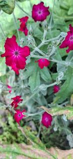 Prikneus roze, Ophalen of Verzenden, Volle zon, Zaad