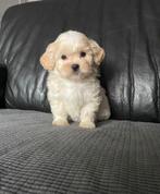 Prachtige lieve Maltipoo pups, Dieren en Toebehoren, Honden | Chihuahua's en Gezelschapshonden, Overige rassen, 8 tot 15 weken