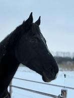 Gezocht, Ophalen of Verzenden