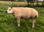 Texelaar rammen te koop!, Dieren en Toebehoren, Mannelijk, Schaap, 0 tot 2 jaar