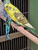 3 koppels grasparkieten 2024 en 2025, Dieren en Toebehoren, Vogels | Parkieten en Papegaaien, Meerdere dieren, Parkiet, Geringd
