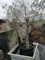olijfboom, Bloeit niet, 100 tot 250 cm, Olijfboom, Ophalen
