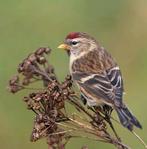 Barmsijs – Acanthis flammea (INHEEMS & VOLLEDIG LEGAAL), Dieren en Toebehoren, Meerdere dieren, Geringd