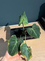 P. Gloriosum, Huis en Inrichting, Verzenden, Overige soorten, Minder dan 100 cm